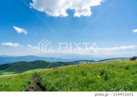 長野県茅野市　夏の車山高原の黄色いニッコウキスゲの花と散策路を歩く人 114451031