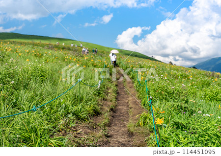 長野県茅野市　夏の車山高原の黄色いニッコウキスゲの花と散策路を歩く人 114451095