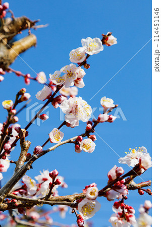 青空に映える白梅 青空に映える白梅 114451146