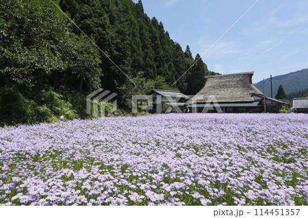 京都洛北久多の北山友禅菊 114451357