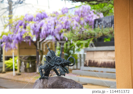 藤の花が満開の和田八幡宮 114451372
