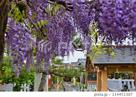 藤の花が満開の和田八幡宮 114451387