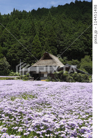 京都洛北久多の北山友禅菊 114451498