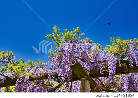 満開に咲く藤鷲塚の藤 114451954