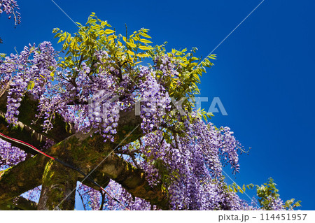 満開に咲く藤鷲塚の藤 114451957