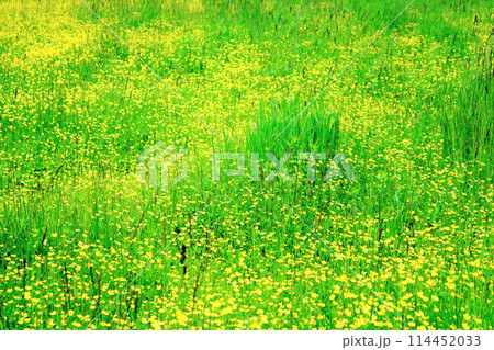 6月の鹿島槍スキー場の花々 6月の鹿島槍スキー場の花々 114452033