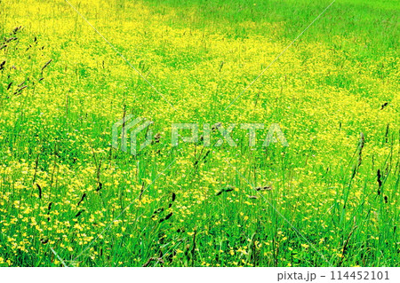6月の鹿島槍スキー場の花々 6月の鹿島槍スキー場の花々 114452101