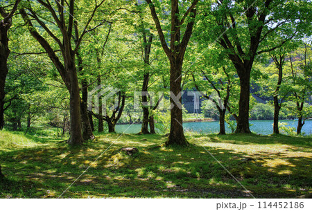 滋賀県長浜市の湖岸緑地奥出浜園地の新緑と琵琶湖 114452186