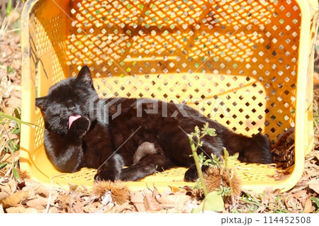 黄色い籠の中で前足の毛ずくろいをする黒い野良猫 114452508