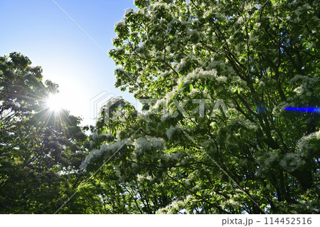 ヒトツバタゴ ヒトツバタゴ 114452516
