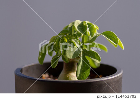 アデニアグラウカ アデニアグラウカ 114452702