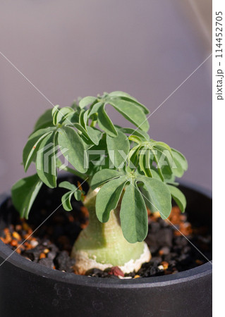 アデニアグラウカ 114452705