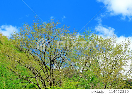 5月の木曽街道 114452830