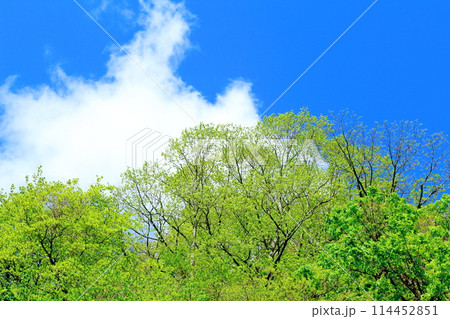 5月の木曽街道 114452851