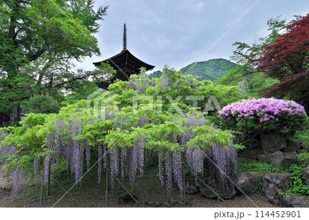 三重塔と藤の花 114452901