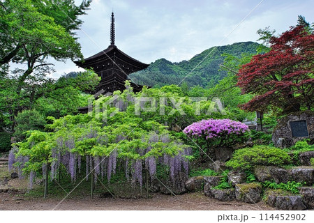 三重塔と藤の花 114452902