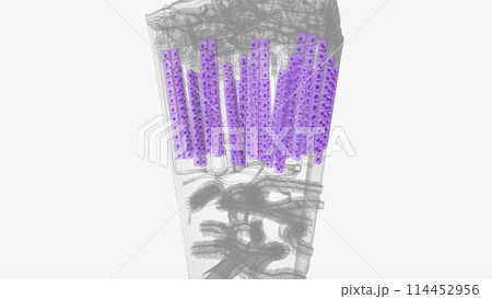 zona fasciculata constitutes the middle and also the widest zone of the adrenal cortex, sitting directly beneath the zona glomerulosa zona fasciculata constitutes the middle and also the widest zone of the adrenal cortex, sitting directly beneath the zona glomerulosa 114452956