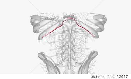 The subcostal arteries, so named because they lie below the last ribs, constitute the lowest pair of branches derived from the thoracic aorta 114452957