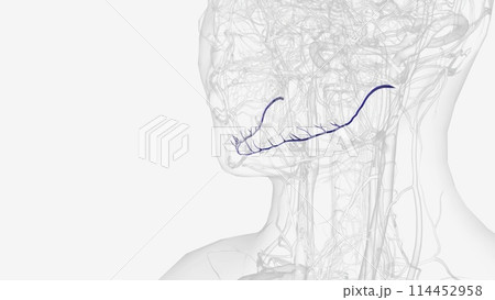 The inferior alveolar artery (inferior dental artery) is an artery of the head 114452958