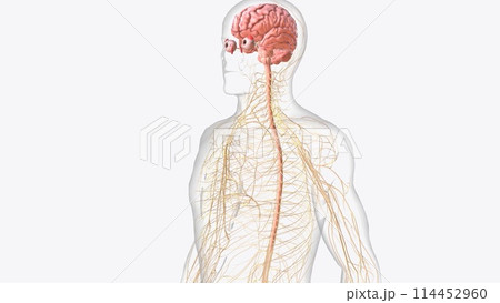Brain spinal cord and nerves Brain spinal cord and nerves 114452960