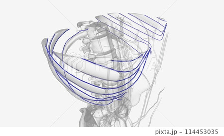 The lateral thoracic vein is a tributary of the axillary vein 114453035
