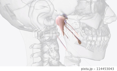 Connective tissue of jaw 114453043
