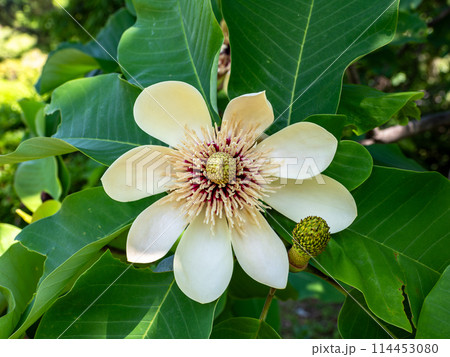 初夏に満開を迎えたホオノキの花 114453080