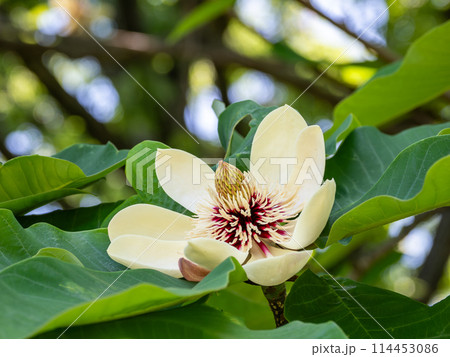 初夏に満開を迎えたホオノキの花 初夏に満開を迎えたホオノキの花 114453086