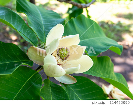開花し始めたホオノキの花 開花し始めたホオノキの花 114453090