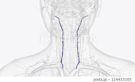 The vertebral vein is a paired vessel found in the transverse foramina of the cervical vertebrae on either side of the neck 114453105