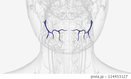 The inferior labial vein is the vein receiving blood from the lower lip The inferior labial vein is the vein receiving blood from the lower lip 114453127