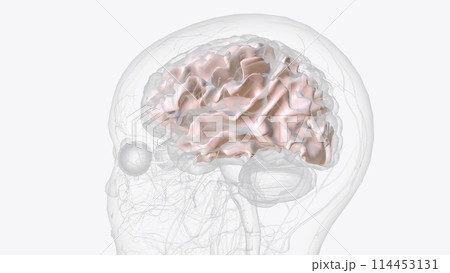White matter is made up of a large network of nerve fibers (axons) in your brain that allows the exchange of information 114453131