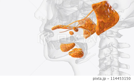 The salivary glands in many vertebrates including mammals are exocrine glands that produce saliva through a system of ducts The salivary glands in many vertebrates including mammals are exocrine glands that produce saliva through a system of ducts 114453150