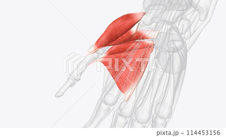 Thenar muscles of right hand 114453156