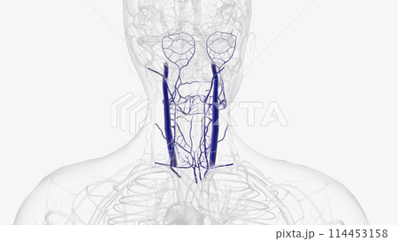 Tributaries of internal jugular vein 114453158
