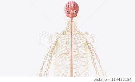 Brain spinal cord and nerves Brain spinal cord and nerves 114453184