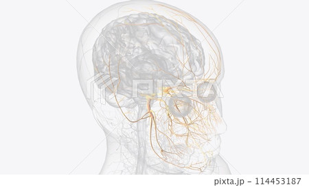 The trigeminal nerve, CN V, is the fifth paired cranial nerve. It is also the largest cranial nerve 114453187