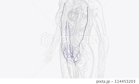 The veins of the abdomen drain deoxygenated blood and return it to the heart 114453203
