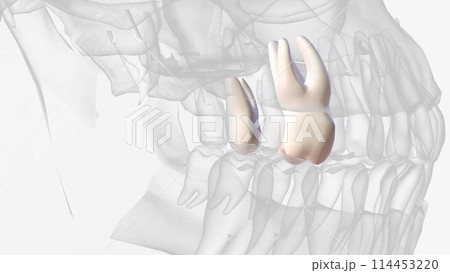 The maxillary second molars resemble the maxillary first molars anatomically 114453220