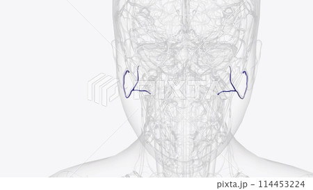 The transverse facial artery is an artery that branches from the superficial temporal artery and runs across the face 114453224