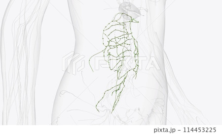 colic Lymphatic vessels 114453225