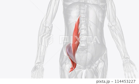 The iliopsoas muscle refers to the joined psoas major and the iliacus muscles 114453227