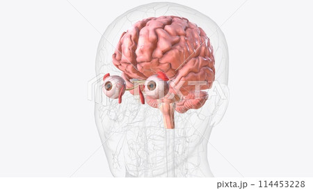 The brain is the largest cluster of neurons in the body 114453228