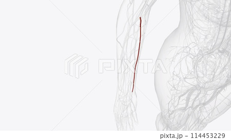 The ulnar artery is the main blood vessel, with oxygenated blood, of the medial aspects of the forearm 114453229