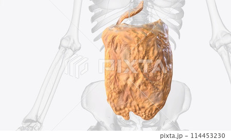The peritoneum is a continuous membrane which lines the abdominal cavity and covers the abdominal organs 114453230