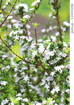 たくさんの花を咲かせた白丁花（ハクチョウゲ） 114453286