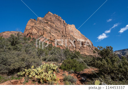 ザイオン国立公園 切り立った崖 ザイオン国立公園 切り立った崖 114453337