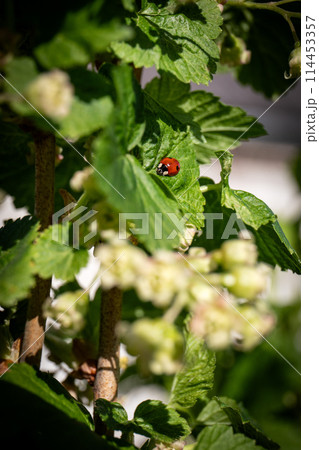Two-spotted ladybug on a green leaf in a bush. sunny spring day Two-spotted ladybug on a green leaf in a bush. sunny spring day 114453357