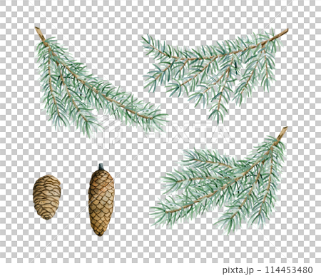 Watercolor pine branches with cones botanical isolated illustration set. Hand drawn green spruce tree branch with needles. Botanical fir greenery decor for winter holidays and New Year greeting card Watercolor pine branches with cones botanical isolated illustration set. Hand drawn green spruce tree branch with needles. Botanical fir greenery decor for winter holidays and New Year greeting card 114453480