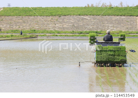田植え　田植え機での田植え 114453549